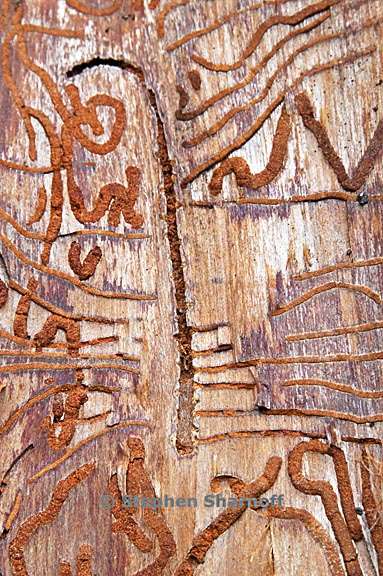 scolytus trails 3896 10 graphic